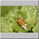 Rhabdomiris striatellus - Weichwanze 01.jpg